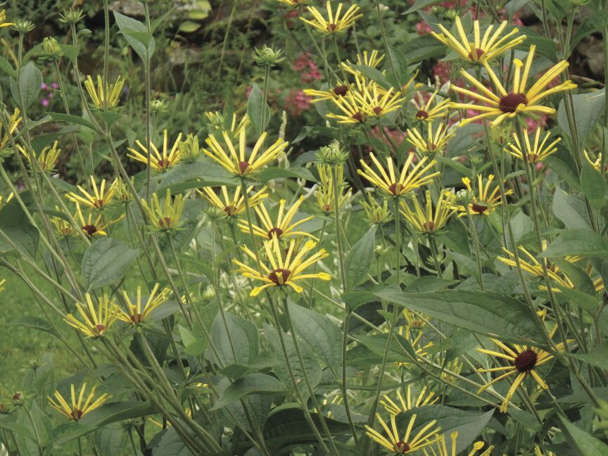Plants that thrive in wet or moist places
